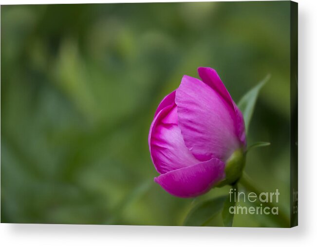 Bud Acrylic Print featuring the photograph Pink Globe by Andrea Silies
