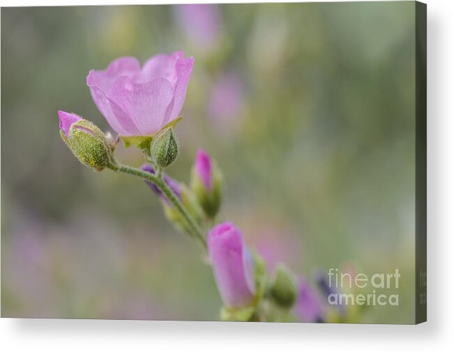 Pink Globemallow Acrylic Print featuring the photograph Pink Globemallow by Tamara Becker