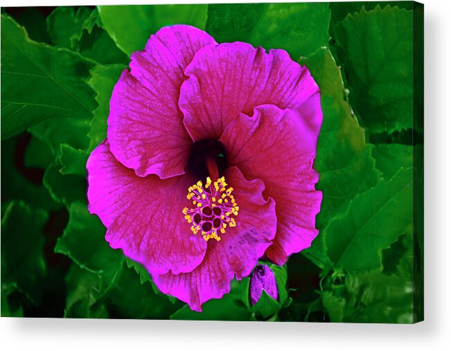 Beauty Acrylic Print featuring the photograph Pink Hibiscus h50 by Mark Myhaver