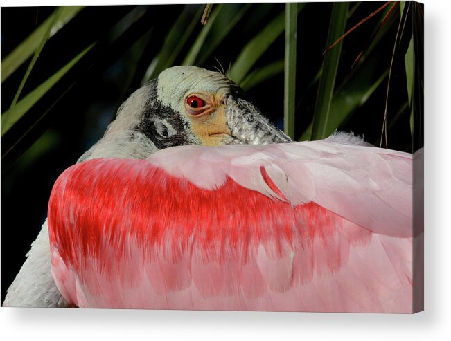 Roseate Spoonbill Acrylic Print featuring the photograph Pink by Jim Bennight