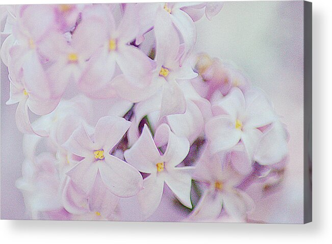Art Acrylic Print featuring the photograph Pink Lilacs I by Joan Han