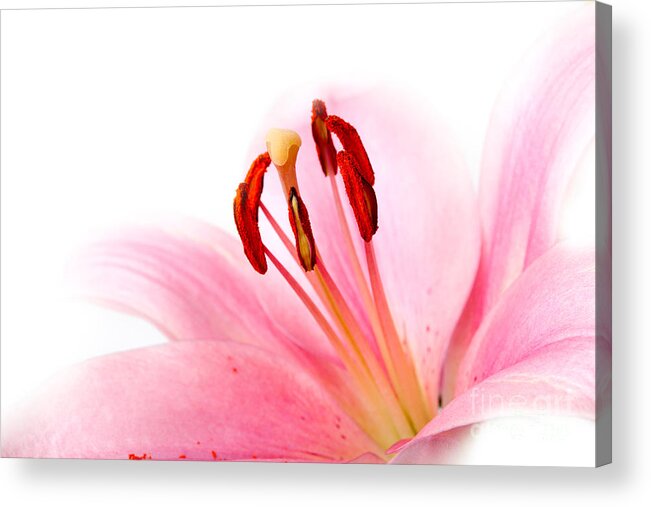 Lily Acrylic Print featuring the photograph Pink Lilies 08 by Nailia Schwarz