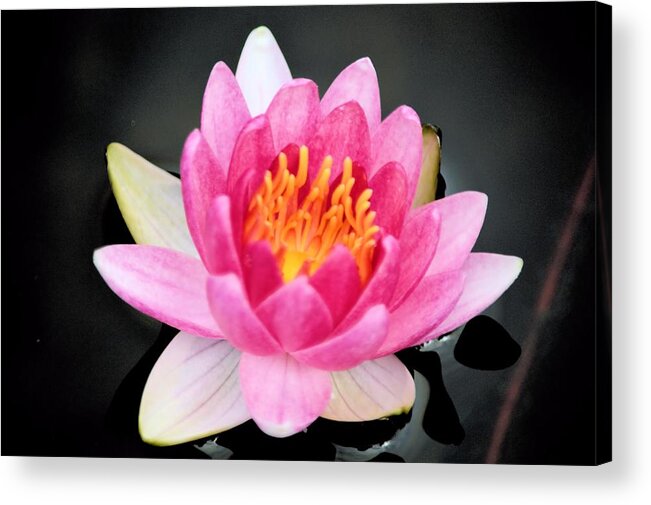 Water Acrylic Print featuring the photograph Pink Lilly by Bonfire Photography
