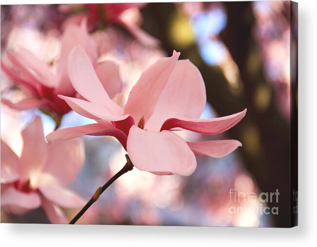 Magnolia Acrylic Print featuring the photograph Pink Magnolia by Amy Sorvillo