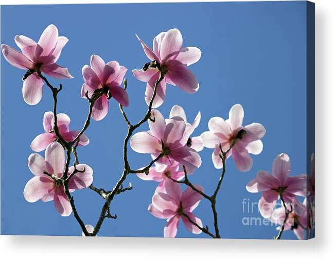 Pink Magnolias Magnolia Flowers Acrylic Print featuring the photograph Pink Magnolias by Julia Gavin