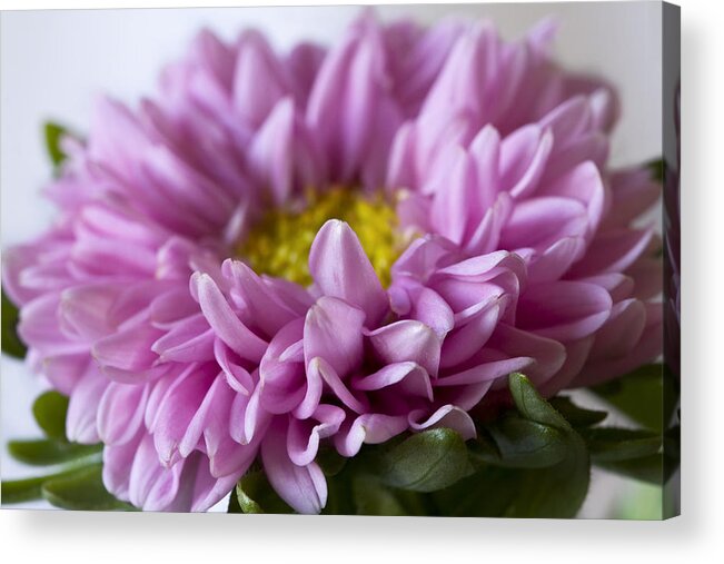 Pink Flowers Acrylic Print featuring the photograph Pink Mum by Cheryl Day