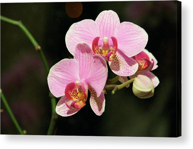 Orchid Acrylic Print featuring the photograph Pink Orchid by Rajendra Pisavadia