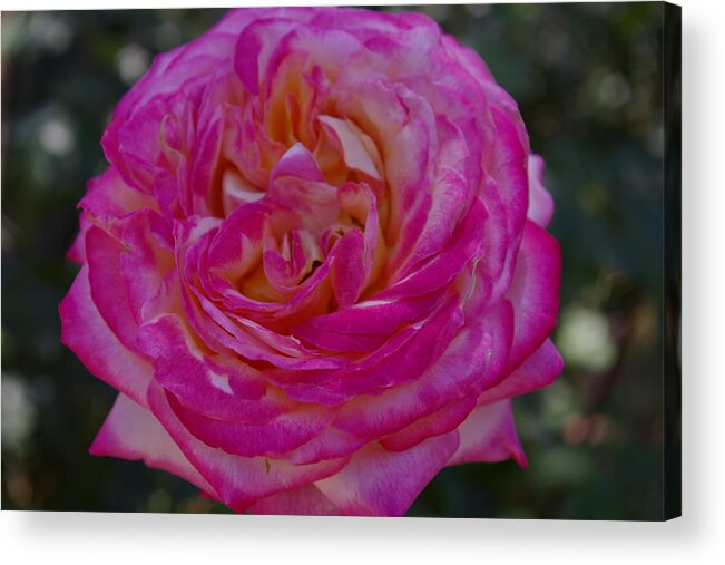 Garden Acrylic Print featuring the photograph Pink Perfection by Veron Miller