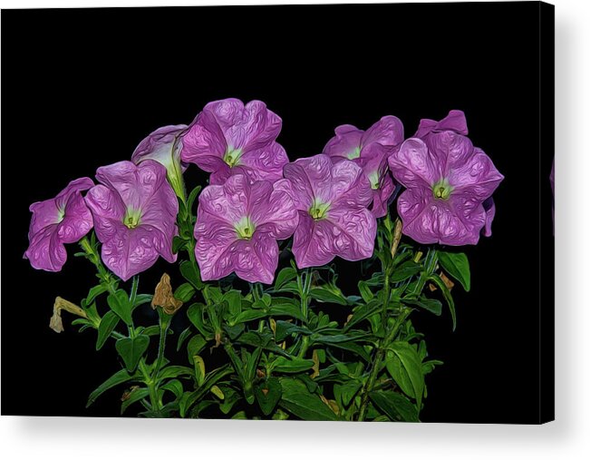 Flower Acrylic Print featuring the photograph Pink Petunia On Black by Cathy Kovarik