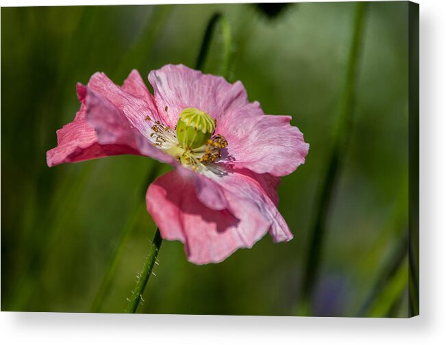 Pink Poppy Acrylic Print featuring the photograph Pink Poppy by Martina Fagan