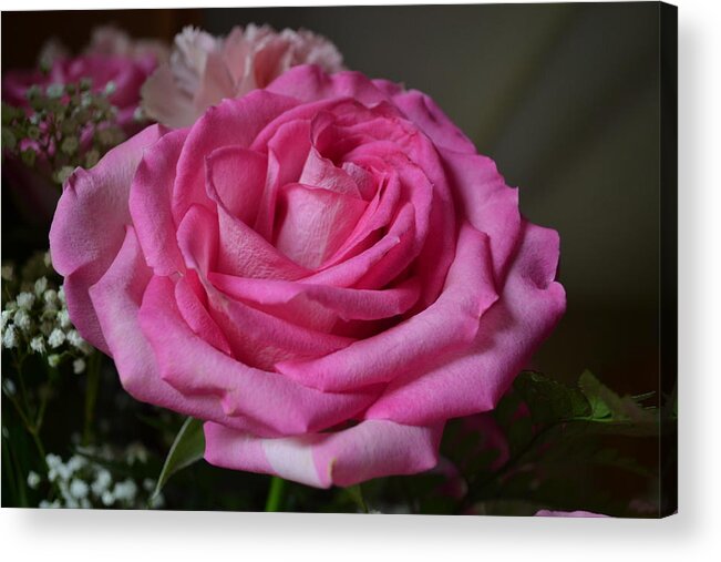 Roses Acrylic Print featuring the photograph Pink Rose by Eileen Brymer