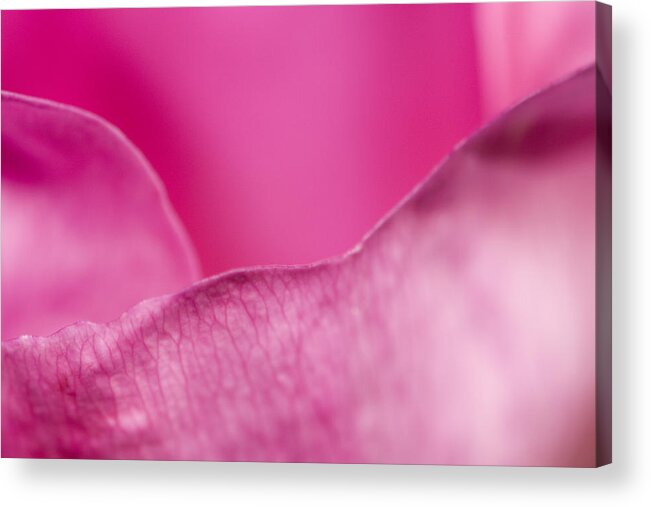 Rose Acrylic Print featuring the photograph Pink rose leaves by Jouko Mikkola