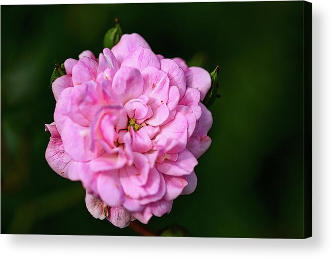 Pink Acrylic Print featuring the photograph Pink Rose Petals by Richard Gregurich