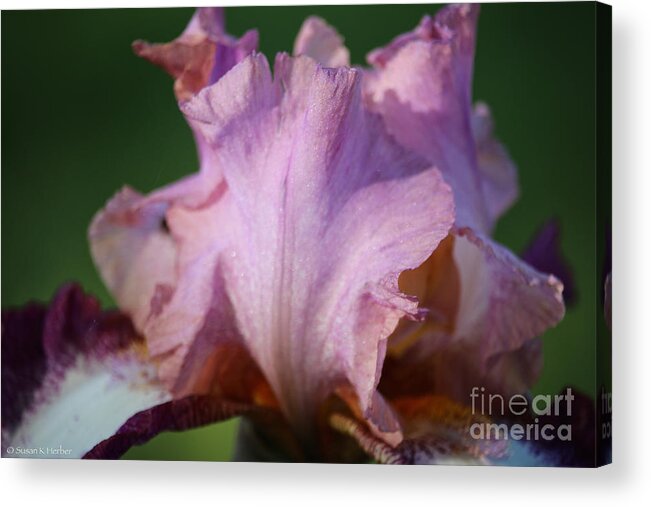 Flower Acrylic Print featuring the photograph Pink Sparkles by Susan Herber