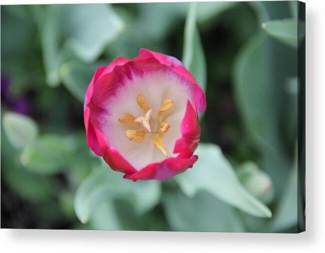 Tulip Acrylic Print featuring the photograph Pink Tulip Top View by Allen Nice-Webb