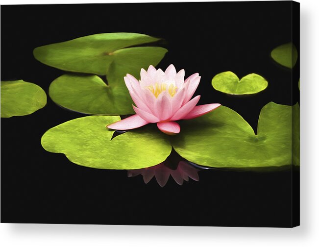 Pink Water Lily Acrylic Print featuring the photograph Pink Water Lily by Steven Michael