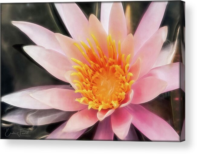 Waterlily Acrylic Print featuring the photograph Pink Waterlily by Erika Fawcett