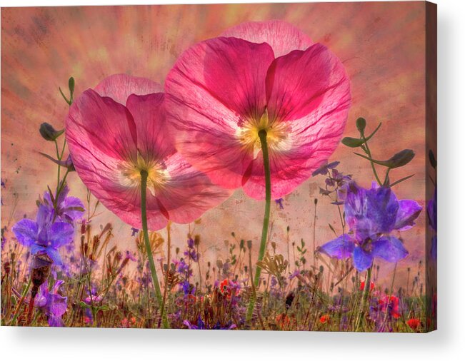 Appalachia Acrylic Print featuring the photograph Pinks in the Morning by Debra and Dave Vanderlaan