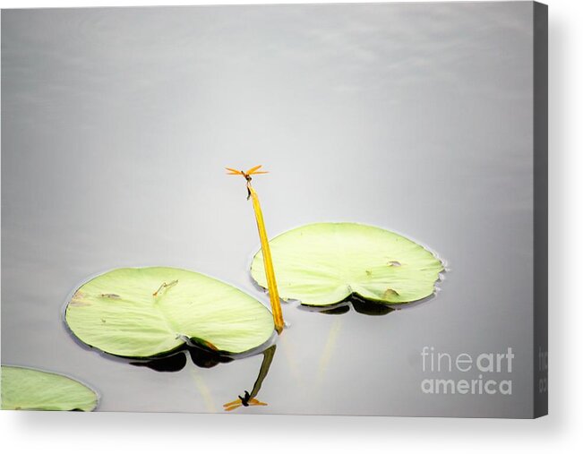 Dragonfly Acrylic Print featuring the photograph Pinpoint by Merle Grenz