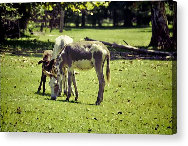 Animals Acrylic Print featuring the photograph Pinto Donkey I by Jan Amiss Photography
