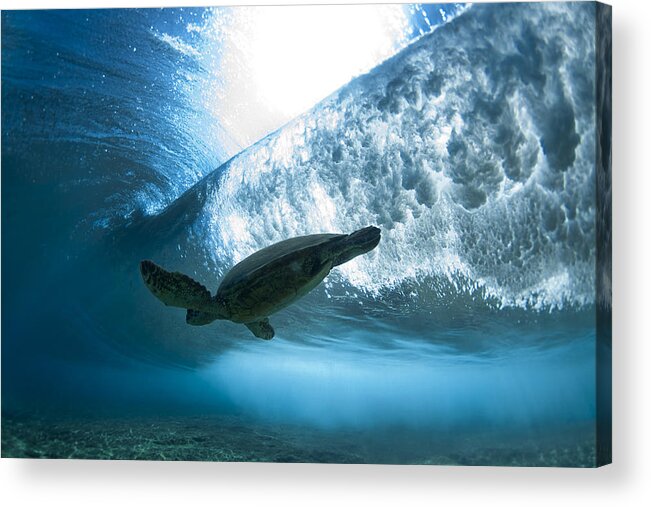  Ocean Acrylic Print featuring the photograph Pipe Turtle Glide - part 3 of 3 by Sean Davey