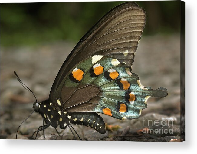 Butterfly Acrylic Print featuring the photograph Pipevine Swallowtail by Mike Eingle