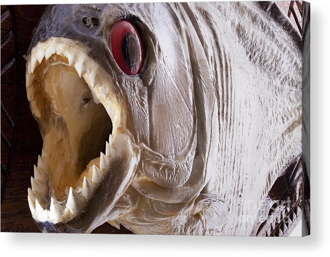 Piranha Acrylic Print featuring the photograph Piranha fish close up by Simon Bratt