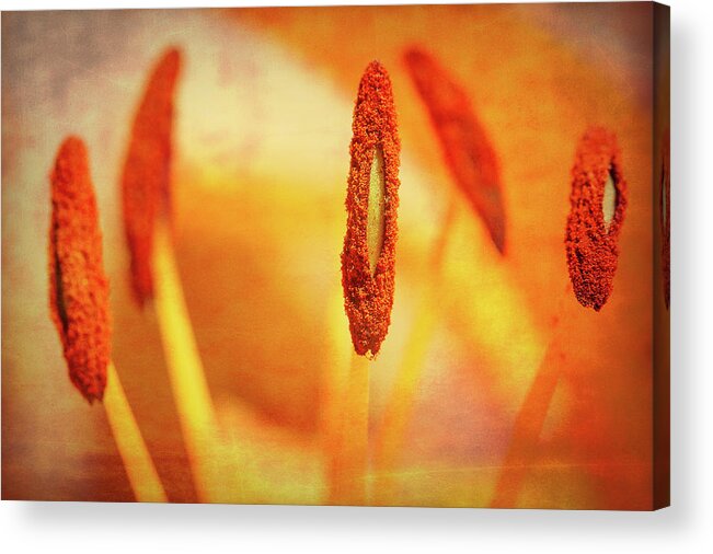 Flower Acrylic Print featuring the photograph Pistil Packen by Annette Hugen