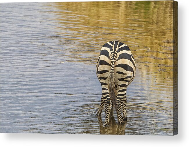 Burchell's Zebra Acrylic Print featuring the tapestry - textile Plains Zebra by Kathy Adams Clark