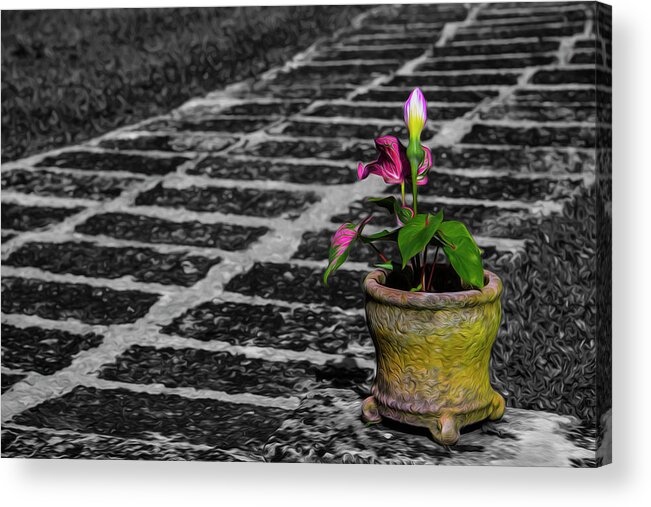 Plants Acrylic Print featuring the photograph Plant by Stuart Manning