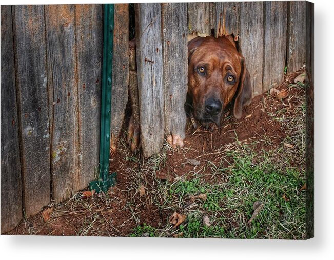 Dog Acrylic Print featuring the photograph Please Let Me Out by Buck Buchanan