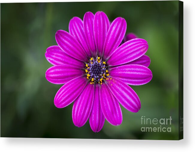 Flower Acrylic Print featuring the photograph Pleasing Purple by Andrea Silies
