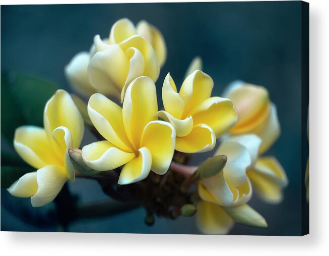 Plumerias Acrylic Print featuring the photograph Plumerias Out of the Blue by Jade Moon