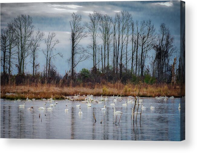Nature Acrylic Print featuring the photograph Pocosin Lakes NWR by Donald Brown