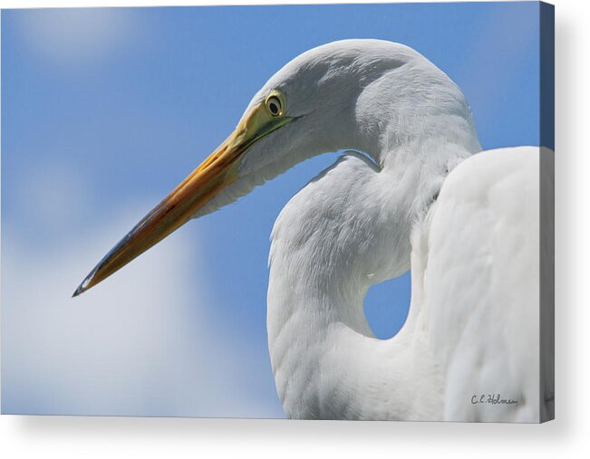 Bird Acrylic Print featuring the photograph Pointed Curves by Christopher Holmes