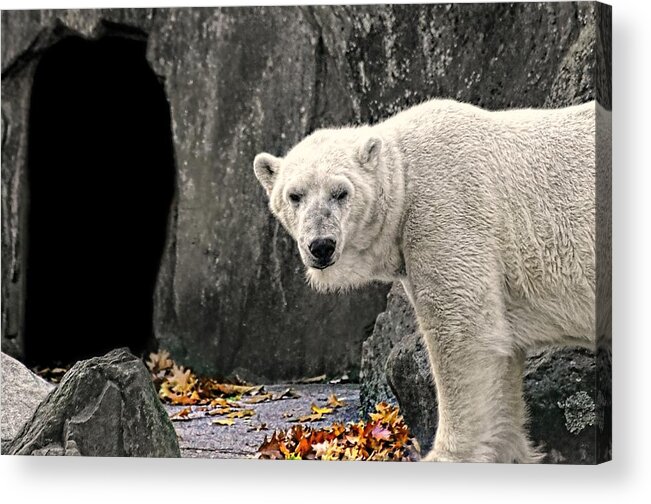 Nature Acrylic Print featuring the photograph Polar Bear 101 by Diana Angstadt