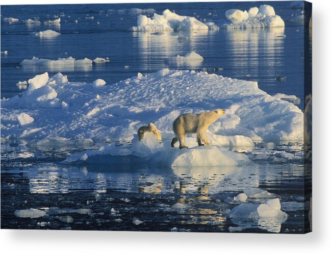 00282096 Acrylic Print featuring the photograph Polar Bear and Cubs on Ice by Rinie Van Meurs