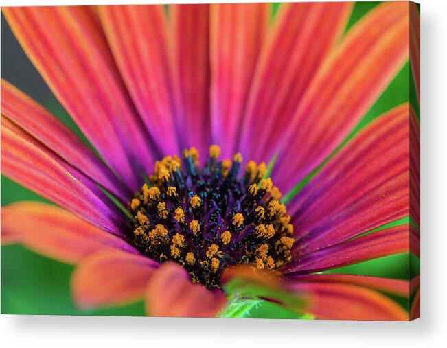 Daisy Acrylic Print featuring the photograph Pollen by Keith Hawley