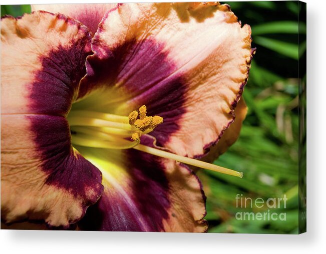 Arrangement Acrylic Print featuring the photograph Pollen place by Alan Look