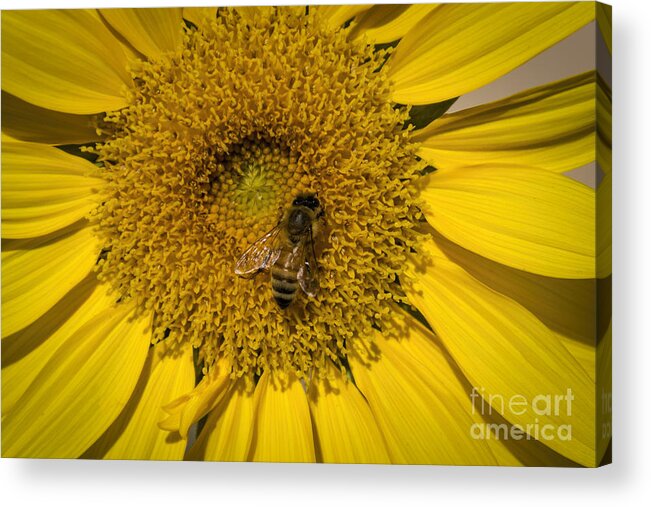 Nature Acrylic Print featuring the photograph Pollinating The Delta by Janice Pariza