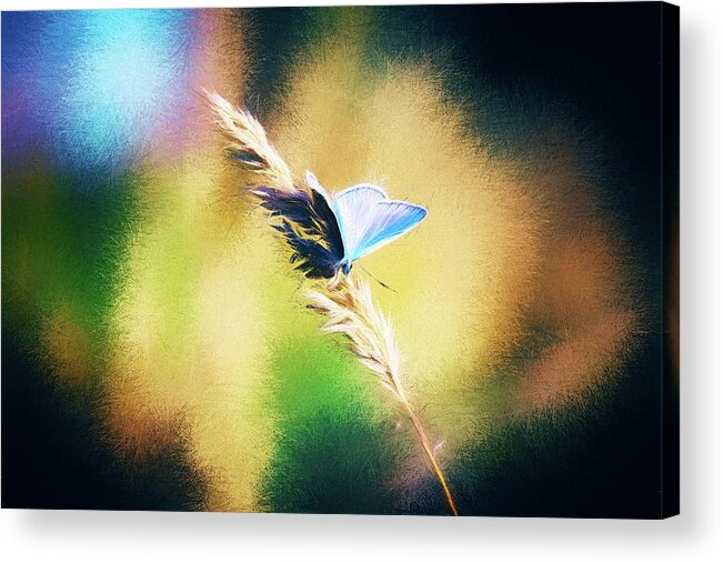 Polyommatus Acrylic Print featuring the photograph Polyommatus Icarus by Jaroslav Buna