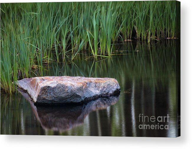 Pond Acrylic Print featuring the photograph Pond by Anthony Michael Bonafede
