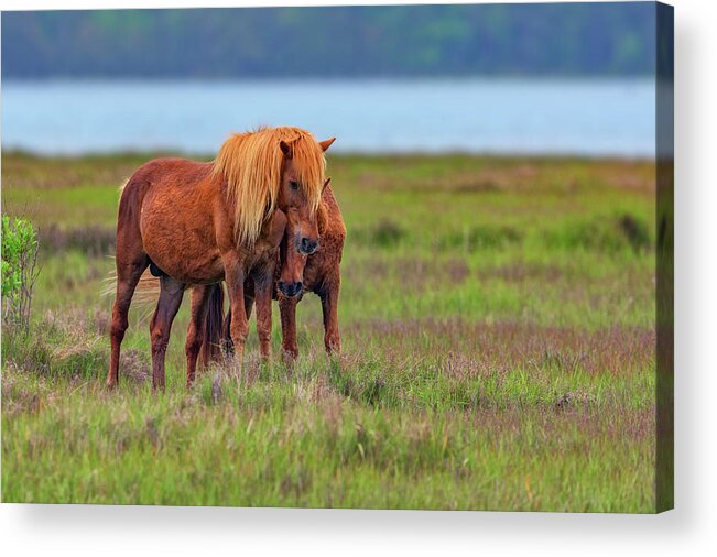 Horses Acrylic Print featuring the photograph Ponies on Assateague by Rick Berk