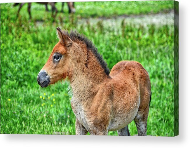 Nature Acrylic Print featuring the photograph Pony by Ingrid Dendievel