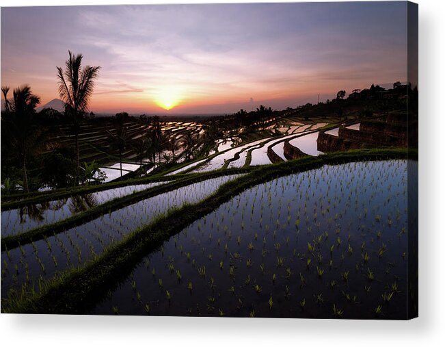 Rice Acrylic Print featuring the photograph Pools of Rice by Andrew Kumler