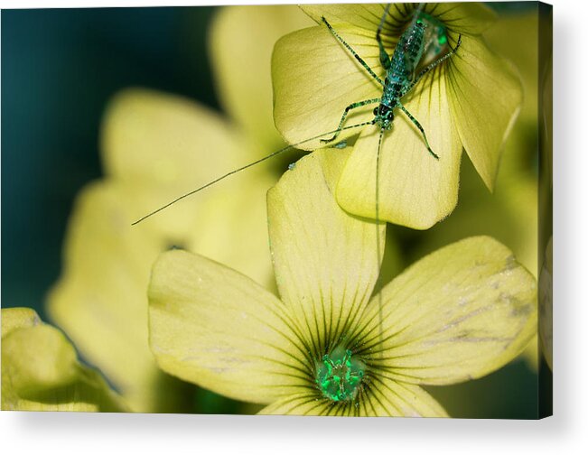 Grasshopper Acrylic Print featuring the photograph Pop Macro No. 2 by Laura Melis