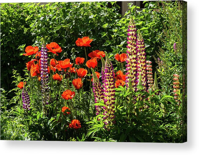 Flower Acrylic Print featuring the photograph Poppies and lupines by Paul MAURICE