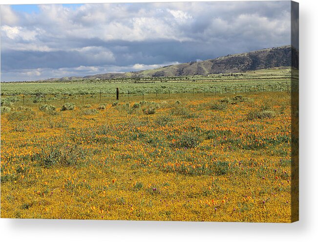 Poppies Field In Antelope Valley Acrylic Print featuring the photograph Poppies Field In Antelope Valley by Viktor Savchenko