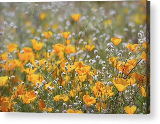 Poppies Acrylic Print featuring the photograph Poppies Fields Forever by Saija Lehtonen