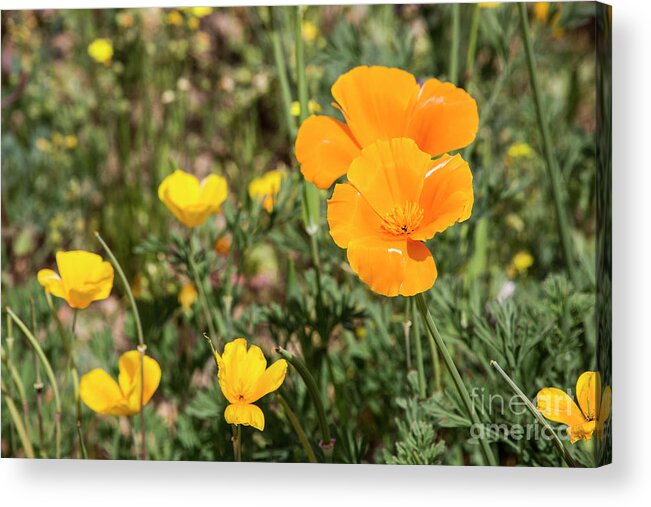 Desert Acrylic Print featuring the photograph Poppies in Bloom by Kathy McClure